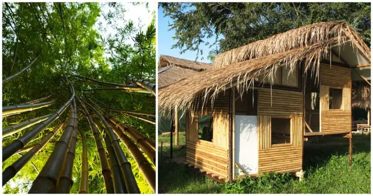 Preserve a Bamboo House